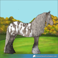 Horse Color:Silver Smoky Grullo Sabino Appaloosa 