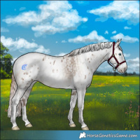 Horse Color:Liver Red Dun Splash Tobiano Leopard  and Gray Liver Red Dun Splash Tobiano 