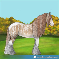 Horse Color:Liver Red Dun Splash Tobiano Appaloosa  and Gray Liver Red Dun Splash Tobiano 