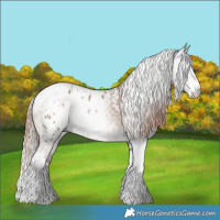Horse Color:Liver Red Dun Splash Tobiano Leopard  and Gray Liver Red Dun Splash Tobiano 
