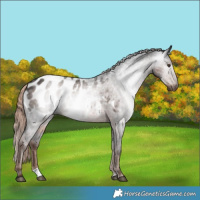 Horse Color:Gray Liver Chestnut Appaloosa