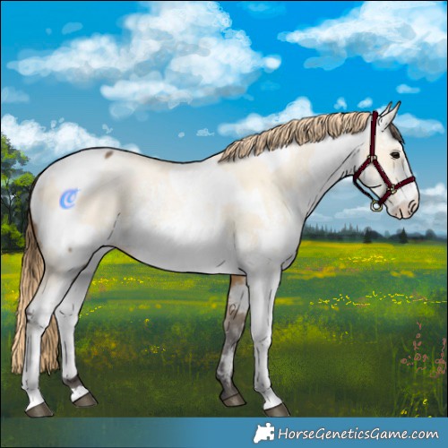 Horse Color:Buckskin Dun Near Fewspot Rabicano Brindle  and White Spotted Classic Cream Champagne Pearl Sabino Rabicano 