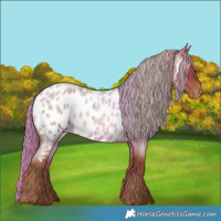 Horse Color:Red Roan Appaloosa 