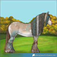 Horse Color:Liver Red Dun Varnish  and White Spotted Liver Red Dun 