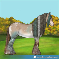 Horse Color:Liver Red Dun Appaloosa  and White Spotted Liver Red Dun 