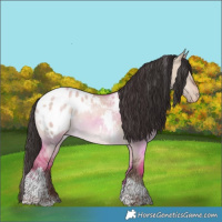 Horse Color:Sable Champagne Dun Tobiano Blanket 