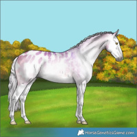 Horse Color:Gray Watercolor Silver Buckskin Dun Splash Blanket Rabicano 