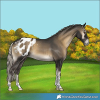 Horse Color:Gray Silver Smoky Blue Onyx Tobiano Appaloosa 