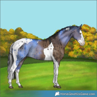 Horse Color:Liver Red Dun Splash Tobiano Rabicano Brindle 