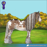 Horse Color:White Spotted Liver Red Dun Splash Brindle and White Spotted Liver Red Dun Brindle