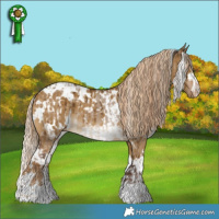 Horse Color:White Spotted Liver Red Dun Appaloosa  and White Spotted Chocolate Palomino Dun Appaloosa Brindle 