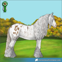 Horse Color:White Spotted Liver Red Dun Appaloosa  and White Spotted Chocolate Palomino Dun Appaloosa Brindle 