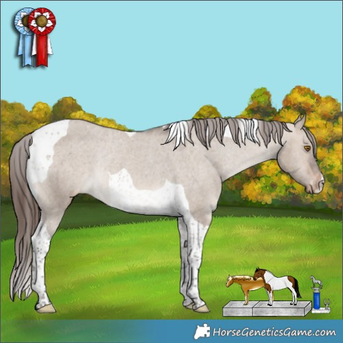 Horse Color:Brown Dun Tobiano Appaloosa Rabicano 