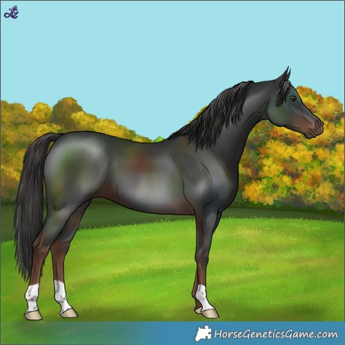 Horse Color:Liver Chestnut 