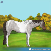 Horse Color:Liver Red Roan Tobiano 