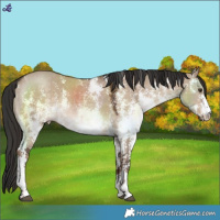 Horse Color:Liver Red Dun Sabino