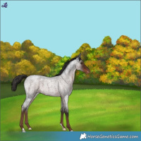 Horse Color:Liver Red Roan Appaloosa 
