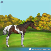 Horse Color:Liver Chestnut Tobiano 