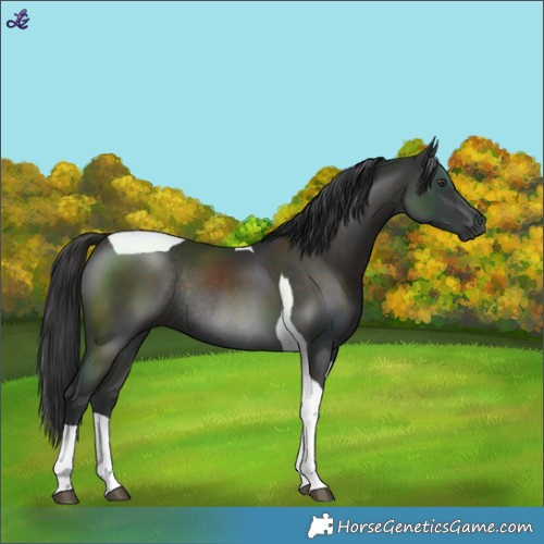 Horse Color:Liver Chestnut Tobiano Rabicano