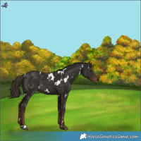 Horse Color:White Spotted Liver Chestnut 