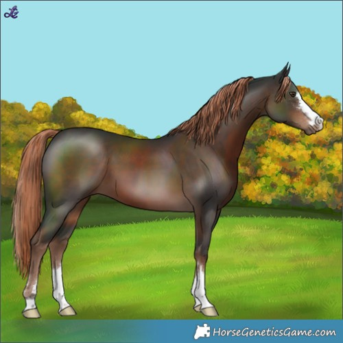 Horse Color:Liver Chestnut 