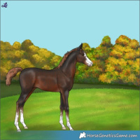 Horse Color:Liver Chestnut 