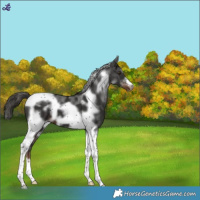 Horse Color:Liver Chestnut Tobiano Frame