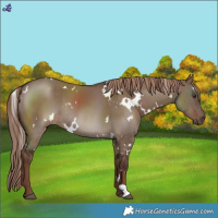 Horse Color:White Spotted Liver Red Dun Rabicano