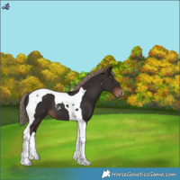 Horse Color:Liver Chestnut Tobiano 