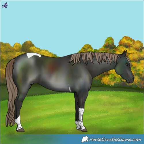 Horse Color:Liver Chestnut Tobiano 