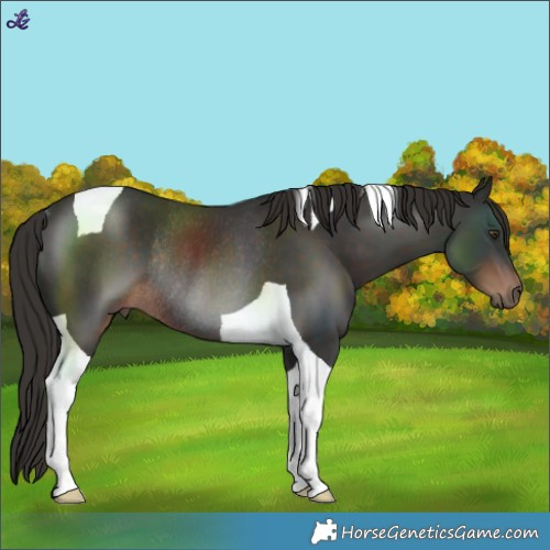 Horse Color:Liver Chestnut Tobiano Rabicano 