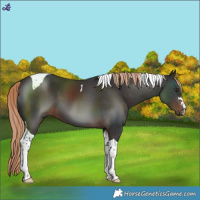 Horse Color:Liver Chestnut Tobiano