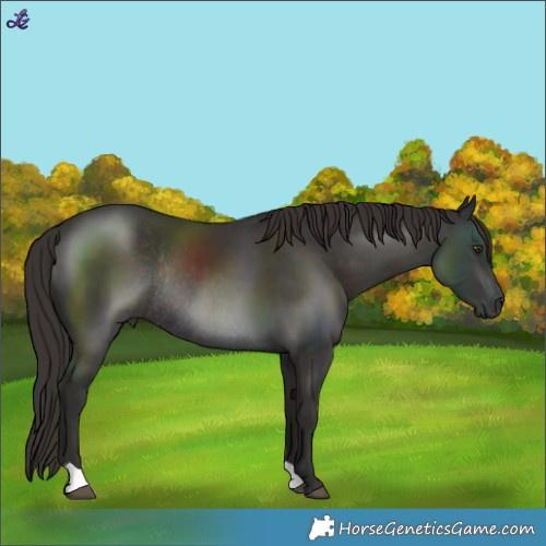 Horse Color:Liver Chestnut Rabicano 