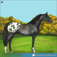 Horse Color:Liver Chestnut Blanket Rabicano 