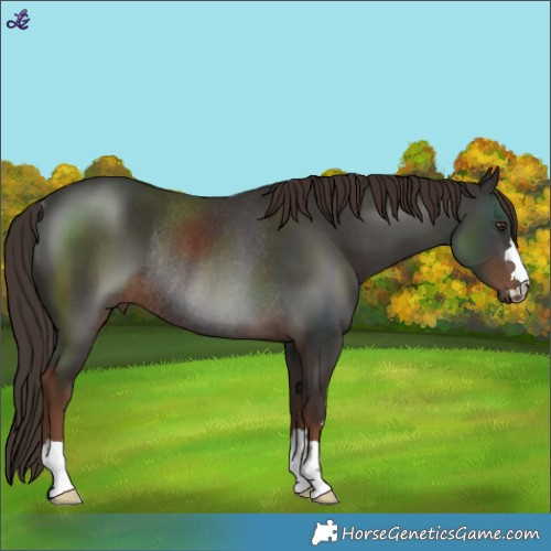 Horse Color:Liver Chestnut Rabicano 
