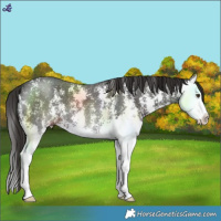Horse Color:Liver Chestnut Sabino Splash 