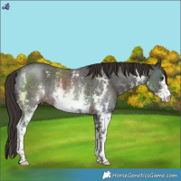 Horse Color:Liver Chestnut Sabino Rabicano 