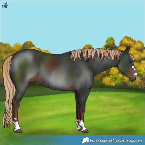 Horse Color:Liver Chestnut Rabicano 