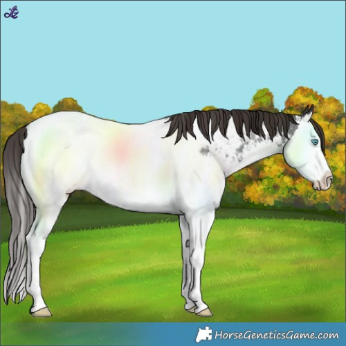 Horse Color:Liver Chestnut Sabino Splash Near Fewspot 