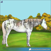 Horse Color:Liver Chestnut Sabino Splash Blanket