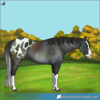 Horse Color:Liver Chestnut Splash Blanket 
