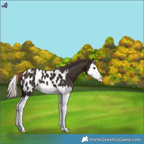 Horse Color:Liver Chestnut Splash Appaloosa