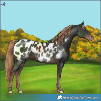 Horse Color:Liver Chestnut Near Leopard 