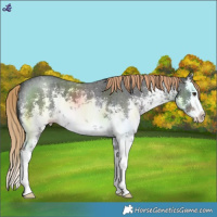 Horse Color:White Spotted Liver Chestnut Sabino Splash