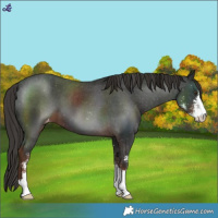 Horse Color:Liver Chestnut Sabino Varnish 