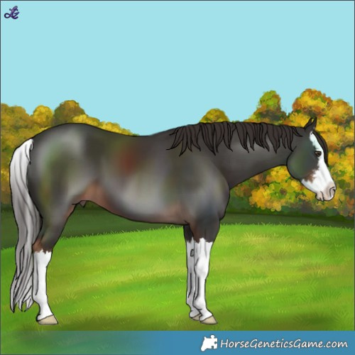 Horse Color:White Spotted Liver Chestnut Splash 