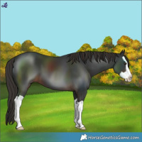 Horse Color:Liver Chestnut Splash 