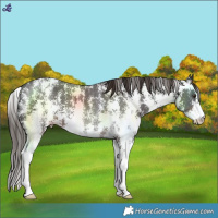 Horse Color:Liver Chestnut Sabino Varnish