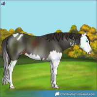 Horse Color:White Spotted Liver Chestnut Splash Blanket 