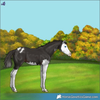 Horse Color:White Spotted Liver Chestnut Splash Appaloosa